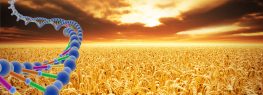 GMO wheat