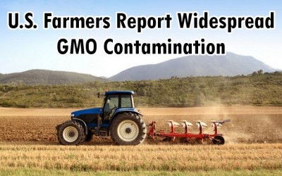 gmo contamination
