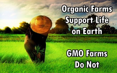 organic farm