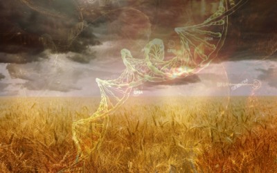 wheat field