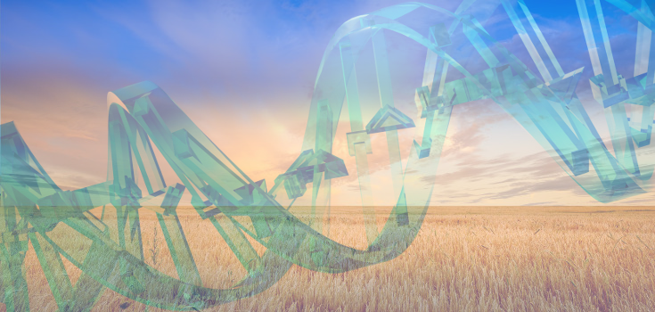 field_wheat_dna_735_350