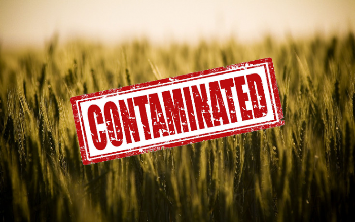 contaminated crops