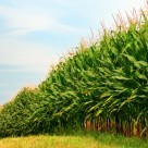 GMO Giant Monsanto Will Soon Be Allowed To Police Itself GMO Giant Monsanto Will Soon Be Allowed To Police Itself