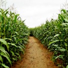 Stealth GMOs Rapidly Consuming Global Food Supply Stealth GMOs Rapidly Consuming Global Food Supply