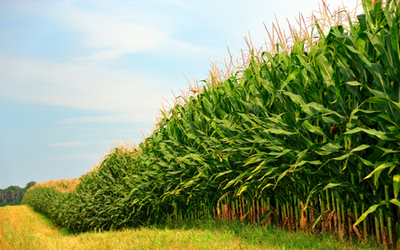 fieldcorn3 Human Metabolism Negatively Impacted by High Fructose Corn Syrup
