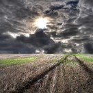 The Necessary GMO Ban – Labeling GMOs Won’t Stall Monsanto The Necessary GMO Ban – Labeling GMOs Won’t Stall Monsanto