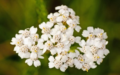 yarrow