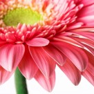 Want Cleaner and Purer Air? Try Air-Cleaning Plants, NASA Says Want Cleaner and Purer Air? Try Air-Cleaning Plants, NASA Says
