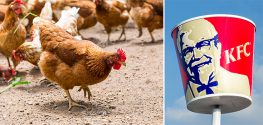 Victory: KFC Pledges to Use Antibiotic-Free Chicken by 2018