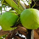 Lower Your Blood Pressure with Coconut Water Lower Your Blood Pressure with Coconut Water