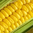 Monsanto’s GMO Corn Contributing to Weight Gain, Disrupts Organs Monsanto’s GMO Corn Contributing to Weight Gain, Disrupts Organs