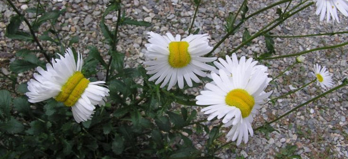 @San_kaido via Twitte