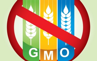 GMO