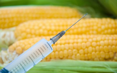gmo corn
