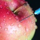 6 New GMO Crops that May Soon Hit Your Dinner Table 6 New GMO Crops that May Soon Hit Your Dinner Table
