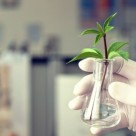 What’s Next for GMOs? How About Genetically Modified Trees! What’s Next for GMOs? How About Genetically Modified Trees!