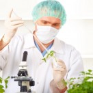 Scientists Create Genetically Modified Plants to Produce Pharmaceutical Drugs Scientists Create Genetically Modified Plants to Produce Pharmaceutical Drugs