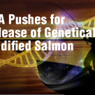 FDA Pushes to Release Genetically Modified Salmon into Environment FDA Pushes to Release Genetically Modified Salmon into Environment