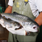 FDA Quietly Pushes Through Genetically Modified Salmon Over Christmas Break FDA Quietly Pushes Through Genetically Modified Salmon Over Christmas Break