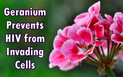 geranium