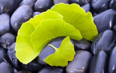 Ginkgo biloba