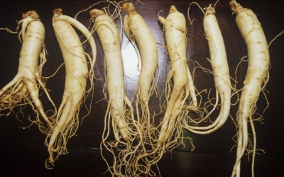 ginseng