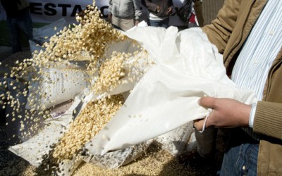 gmo maize