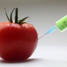 Study Proves Three Monsanto GM Corn Varieties Pose Health Hazard Study Proves Three Monsanto GM Corn Varieties Pose Health Hazard