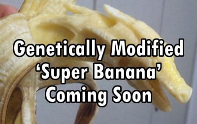 gmo banana
