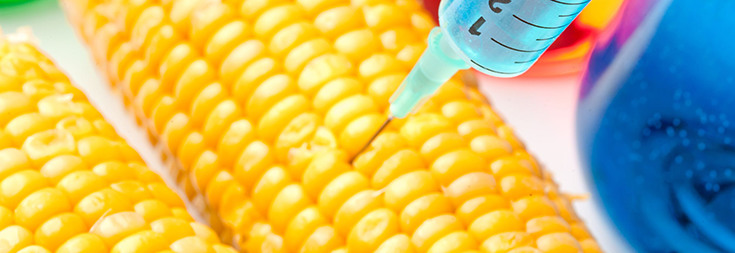 gmo-corn-syringe-735-253