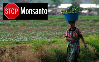 Guatemala GMO