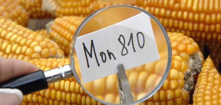 Monsanto é expulsa da Grécia e Letônia