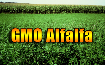gmo alfalfa