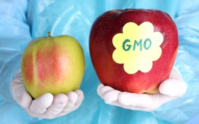 gmo apple