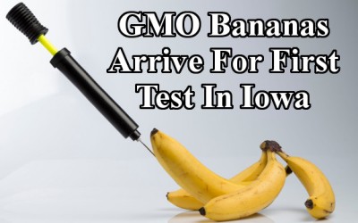 gmo bananas