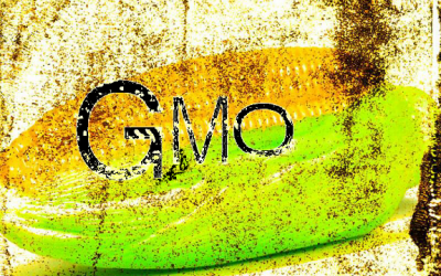 gmo corn