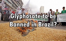 Brazil glyphosate