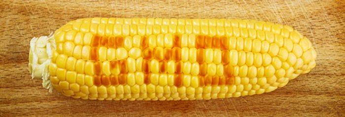 gmo corn