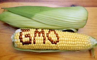 gmo corn