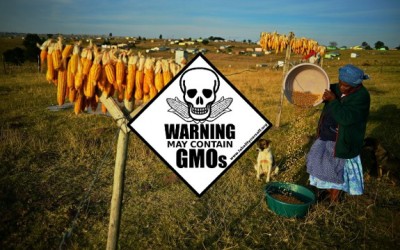gmo Africa