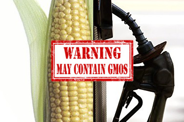 gmo corn gas
