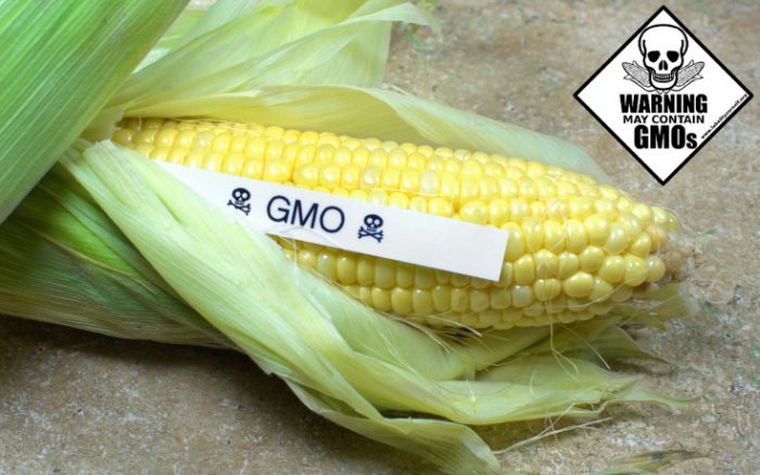 gmo corn