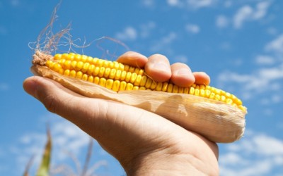 corn