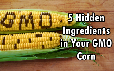 gmo corn