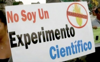 gmo corn mexico