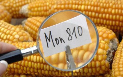 gmo corn MON810