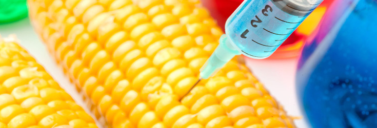 gmo_corn_syringe_735_250