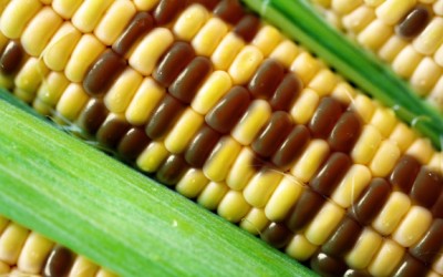 gmo corn