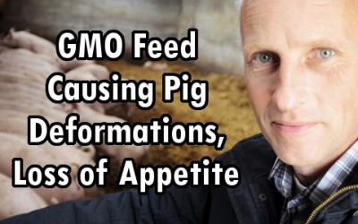 gmo deformed pigs