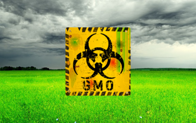 gmo grass